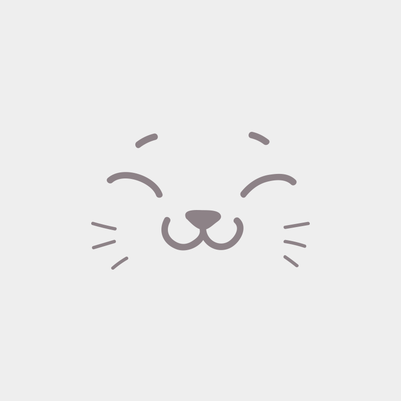 Ysis Jetpet's coon Femelle Maine coon