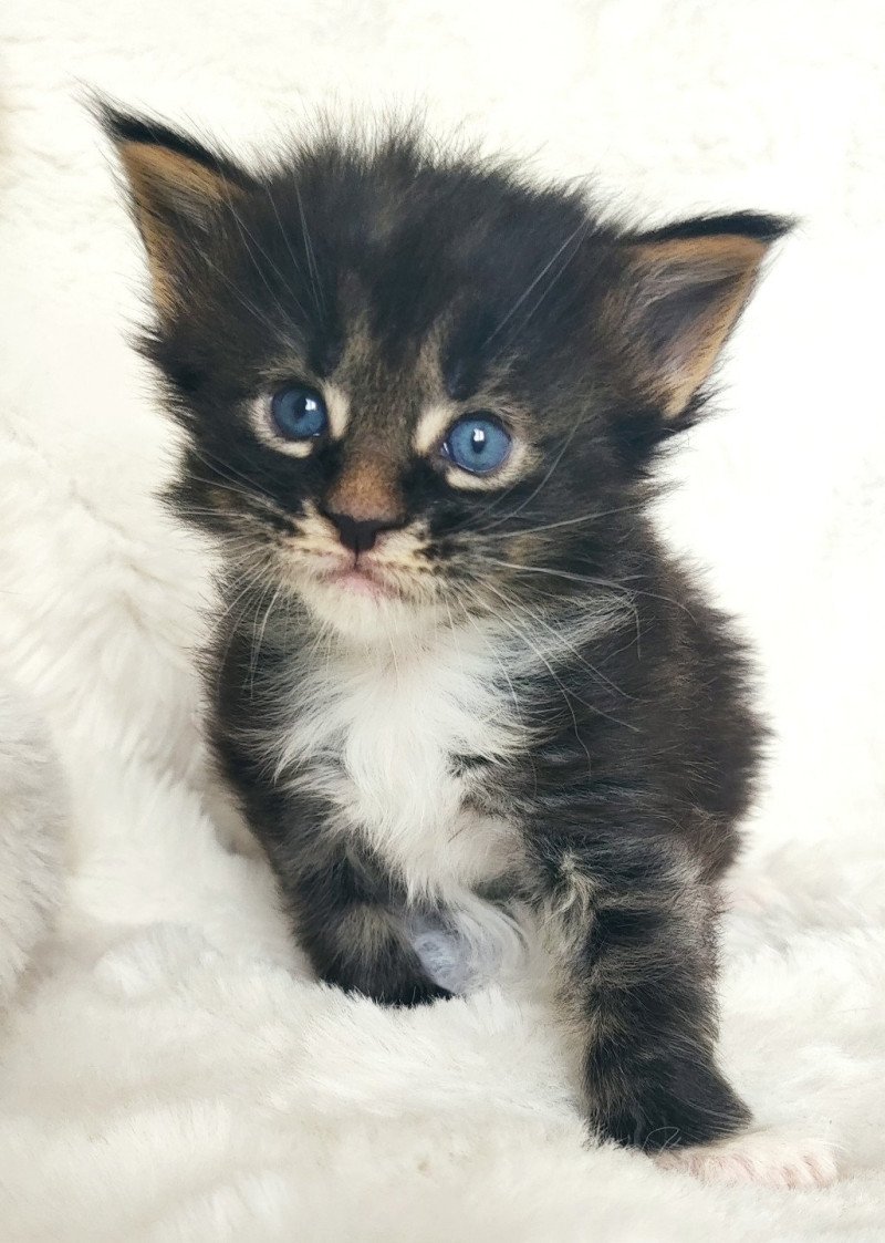 Adéquat Jetpet's coon Mâle Maine coon