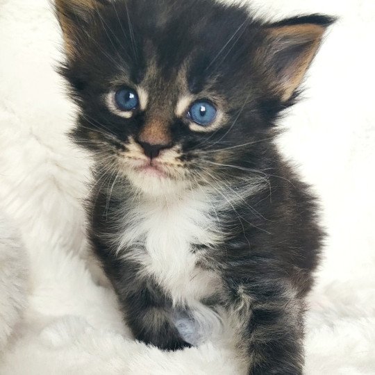 Adéquat Jetpet's coon Mâle Maine coon