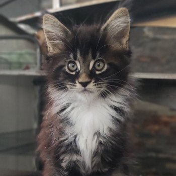 chaton Maine coon brown blotched tabby & blanc Adéquat La Jet Pet's Coon