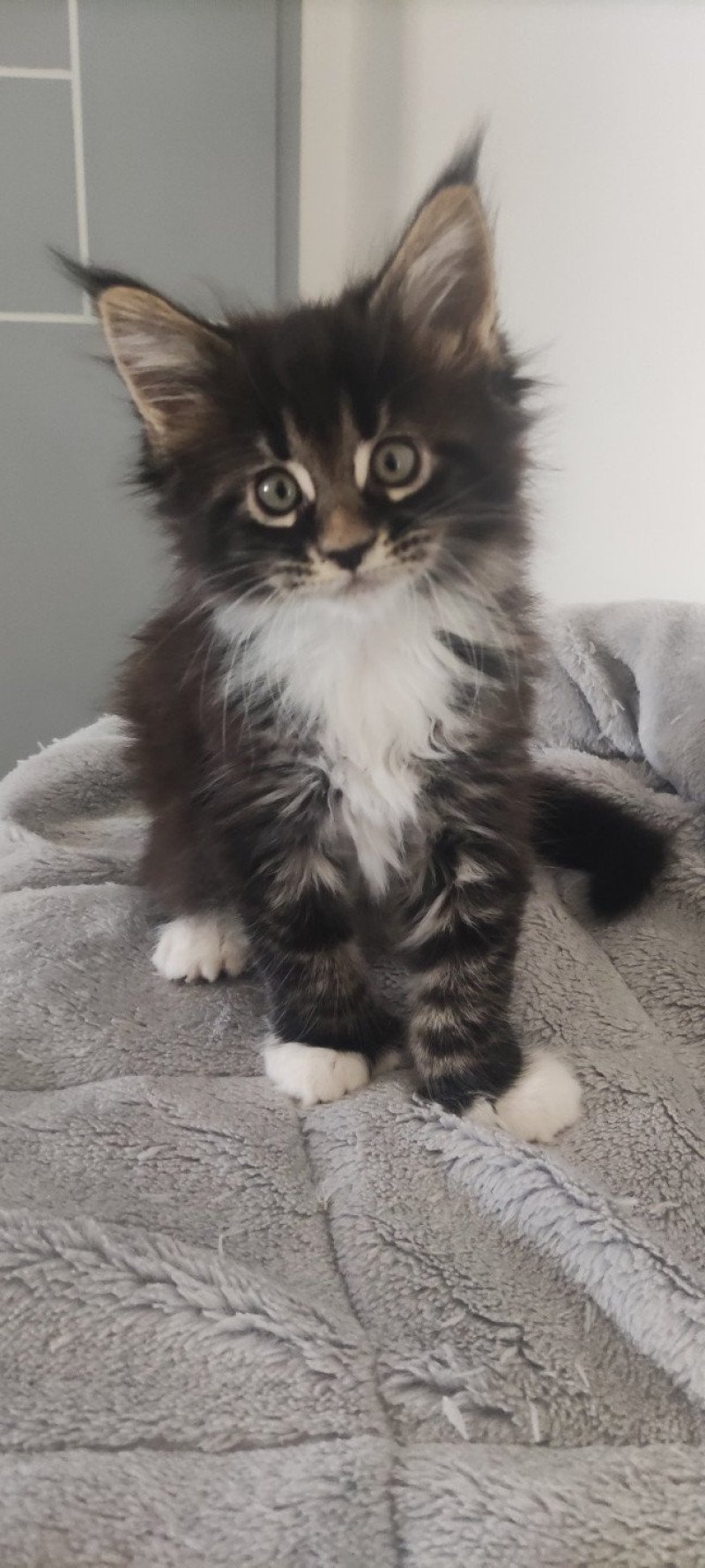 Adéquat Jetpet's coon Mâle Maine coon