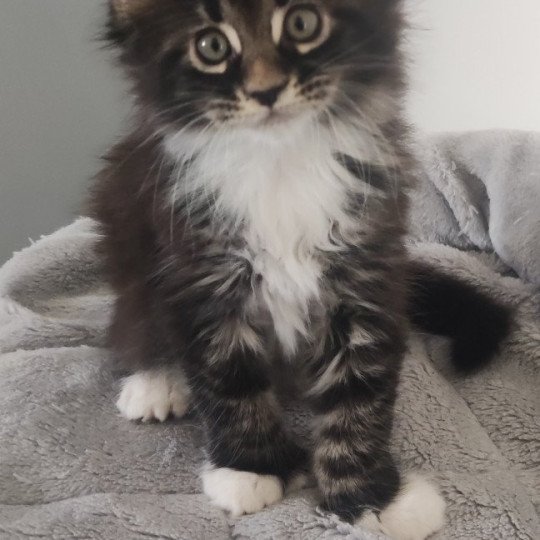 Adéquat Jetpet's coon Mâle Maine coon