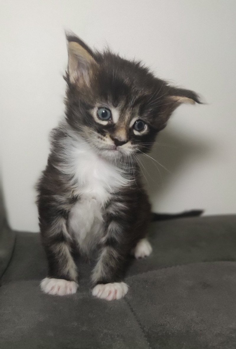 After Jetpet's coon Femelle Maine coon