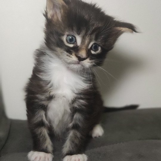 After Jetpet's coon Femelle Maine coon