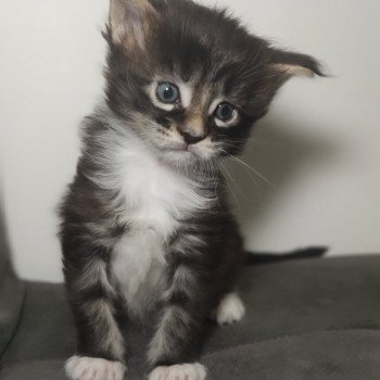 chaton Maine coon brown blotched tabby & blanc After La Jet Pet's Coon