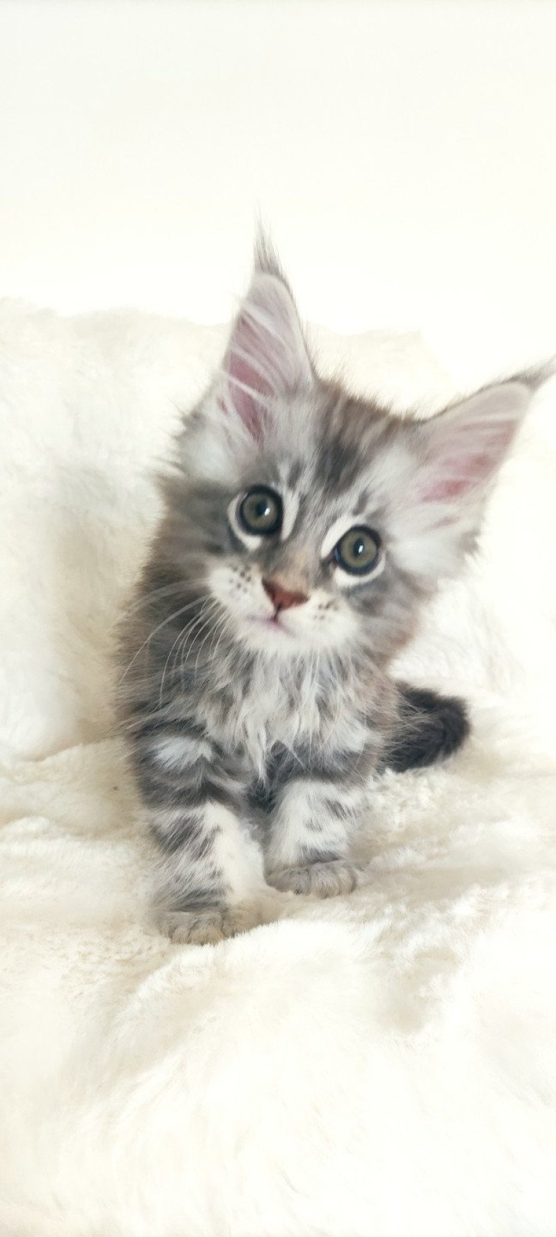 Alfa Jetpet's coon Mâle Maine coon Alfa Jetpet's coon Mâle Maine coon