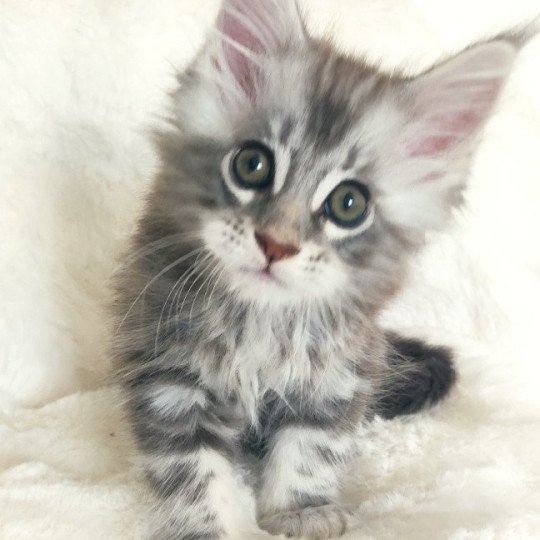 Alfa Jetpet's coon Mâle Maine coon