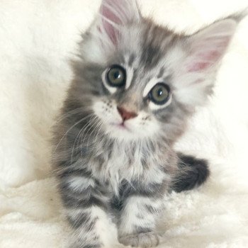 chaton Maine coon blue silver blotched tabby Alfa La Jet Pet's Coon chaton Maine coon blue silver blotched tabby Alfa La Jet Pet's Coon