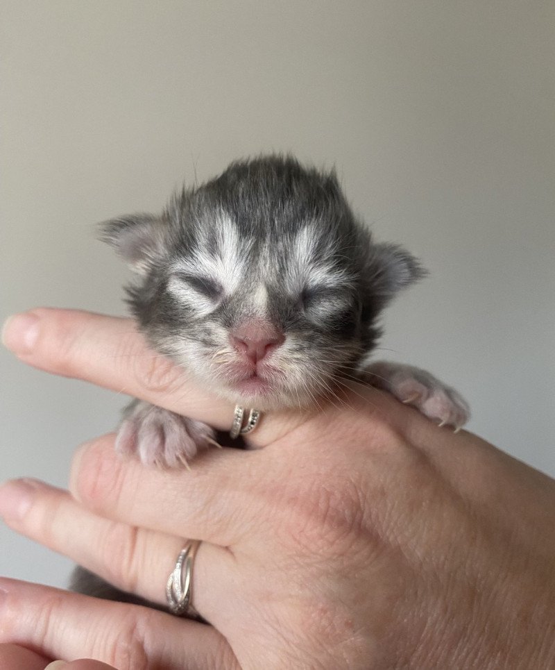 Alfa Jetpet's coon Mâle Maine coon