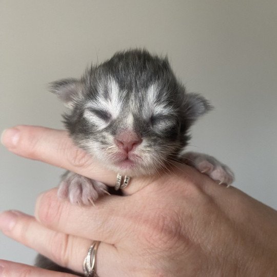 Alfa Jetpet's coon Mâle Maine coon