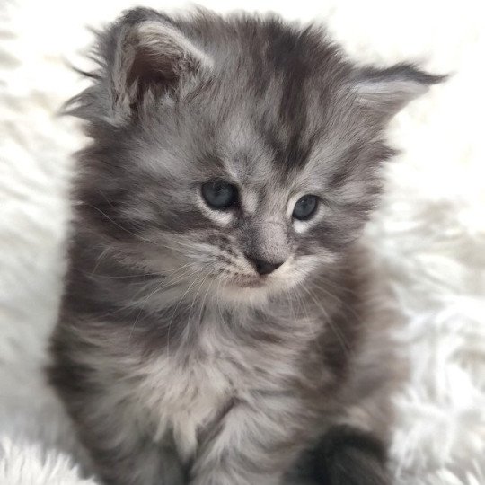 Anggun Jetpet's coon Femelle Maine coon