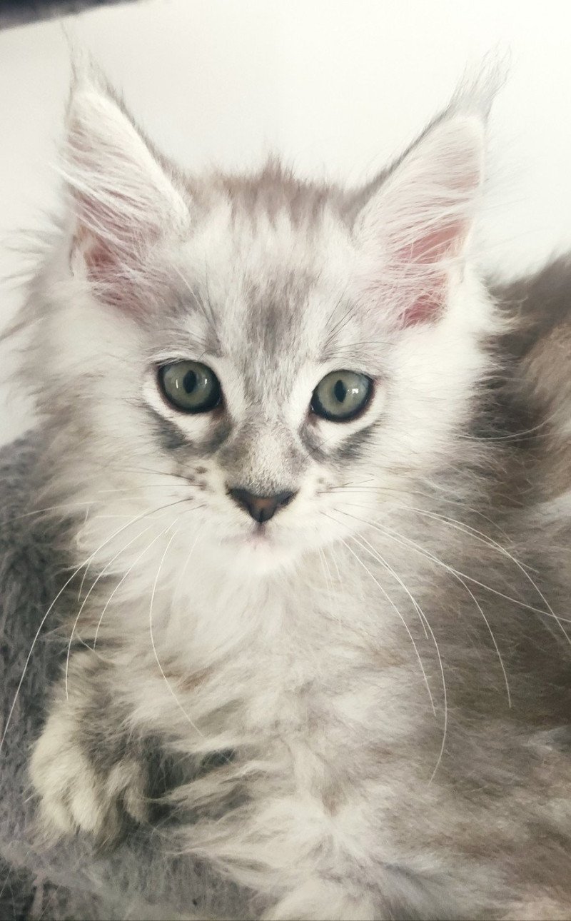 Aphrodite jetpet's coon Jetpet's coon Femelle Maine coon