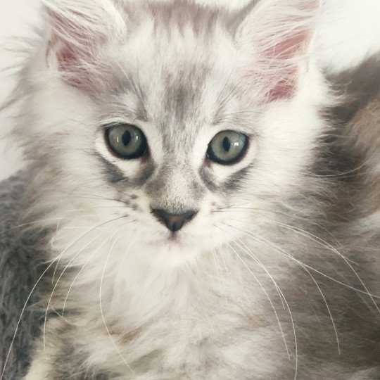Aphrodite jetpet's coon Jetpet's coon Femelle Maine coon