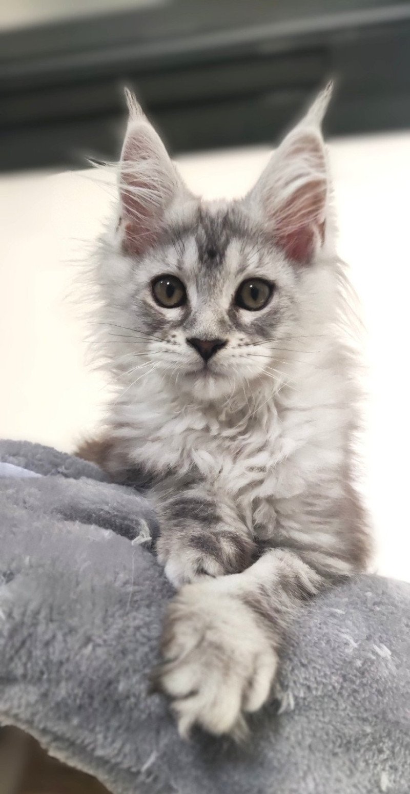 Aphrodite Jetpet's coon Femelle Maine coon Aphrodite Jetpet's coon Femelle Maine coon