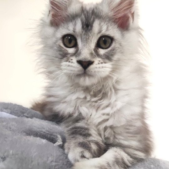 Aphrodite Jetpet's coon Femelle Maine coon