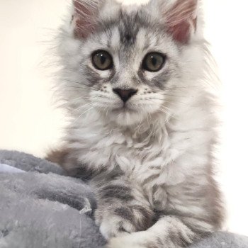 chaton Maine coon black silver blotched tabby Aphrodite jetpet's coon La Jet Pet's Coon