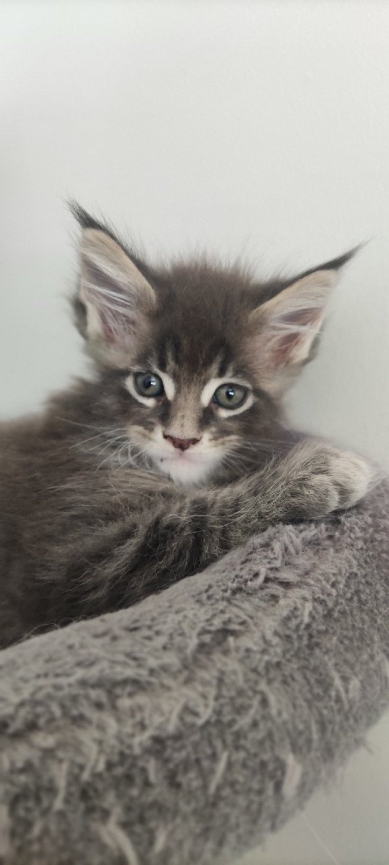 Arés Jetpet's coon Mâle Maine coon Arés Jetpet's coon Mâle Maine coon