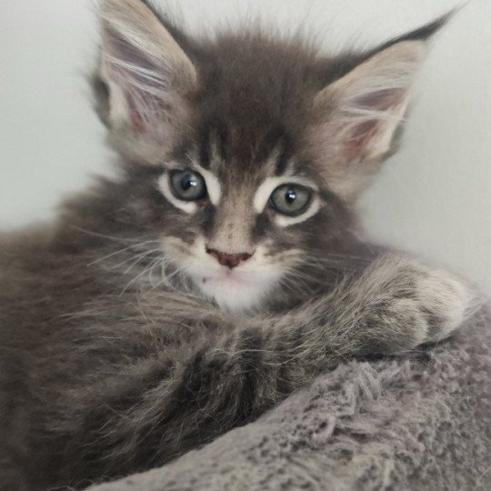 Arés Jetpet's coon Mâle Maine coon