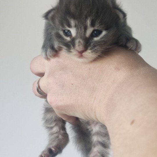 Ares Jetpet's coon Mâle Maine coon