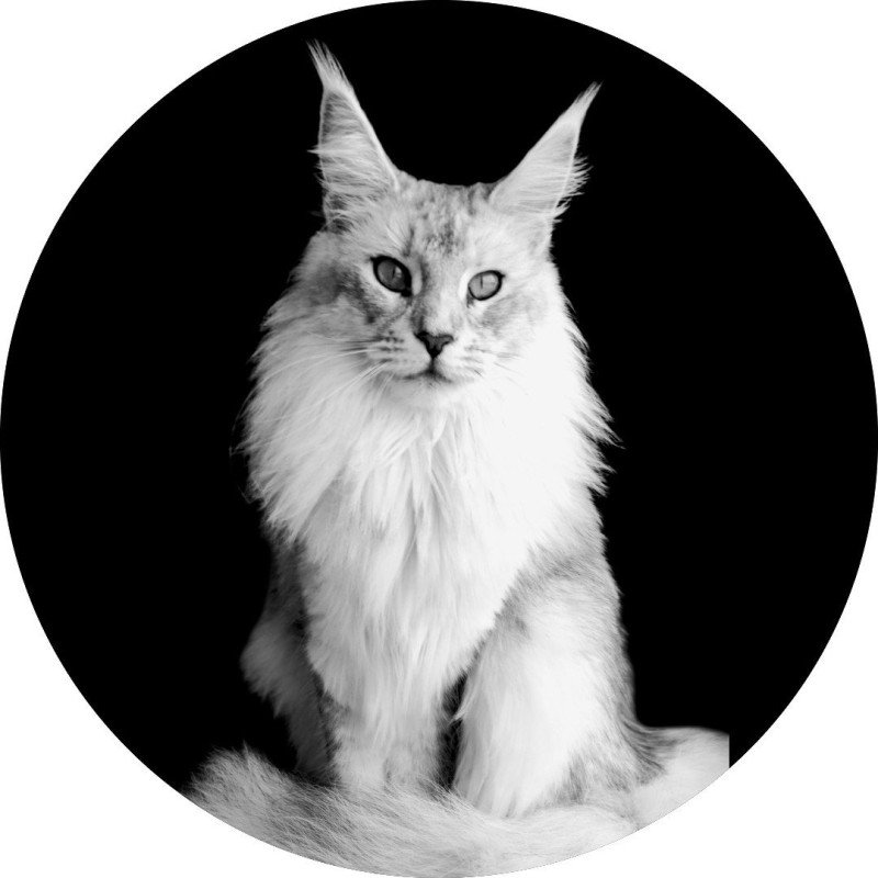 Arya de Coonaona Femelle Maine coon