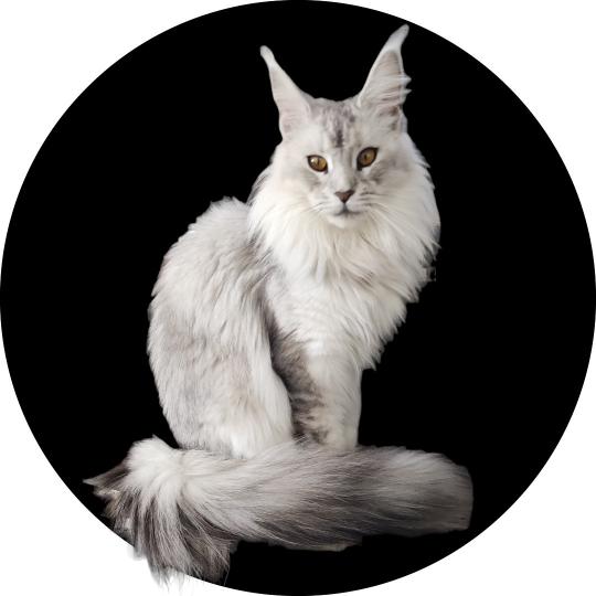 Arya de Coonaona Femelle Maine coon
