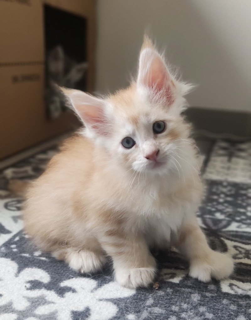 Aslan Jetpet's coon Mâle Maine coon