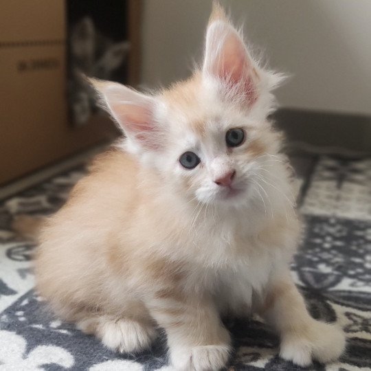 Aslan Jetpet's coon Mâle Maine coon