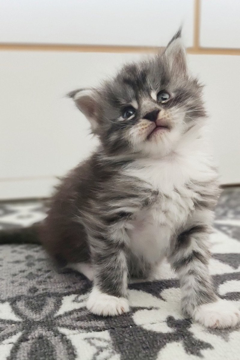 Atlas Jetpet's coon Mâle Maine coon