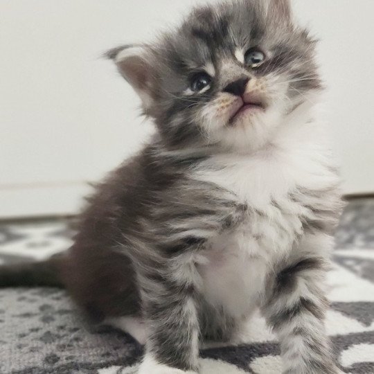 Atlas Jetpet's coon Mâle Maine coon