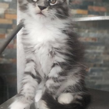 chaton Maine coon black silver blotched tabby & blanc Atlas La Jet Pet's Coon