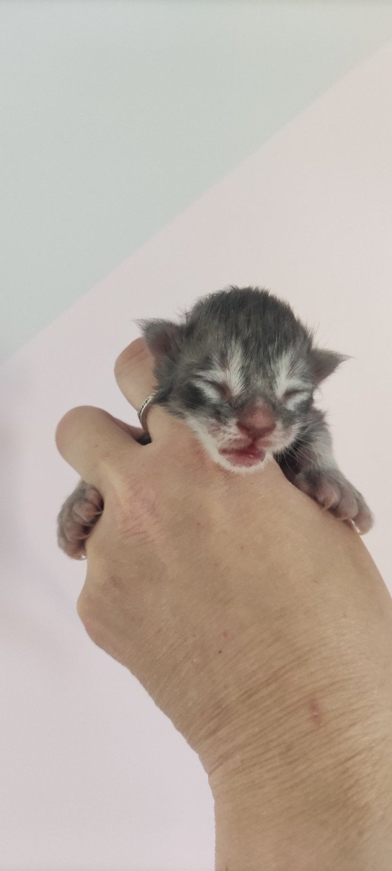 Azur Jetpet's coon Mâle Maine coon