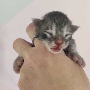 chaton Maine coon blue blotched tabby Azur de la Jetpet's coon La Jet Pet's Coon chaton Maine coon blue blotched tabby Azur de la Jetpet's coon La Jet Pet's Coon