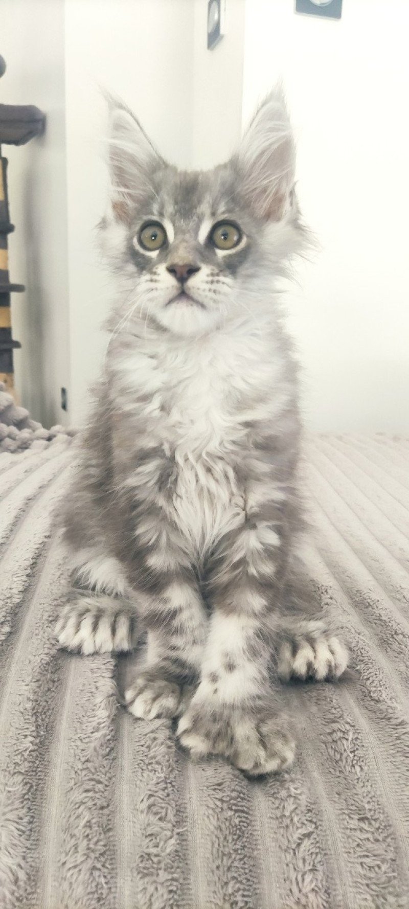 Azur Jetpet's coon Mâle Maine coon