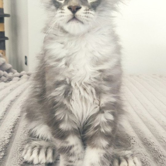 Azur Jetpet's coon Mâle Maine coon