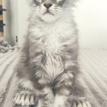 chaton Maine coon blue silver blotched tabby Azur La Jet Pet's Coon chaton Maine coon blue silver blotched tabby Azur La Jet Pet's Coon
