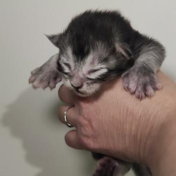 chaton Maine coon black silver ticked tabby Babylone La Jet Pet's Coon