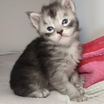 chaton Maine coon black silver ticked tabby Babylone La Jet Pet's Coon