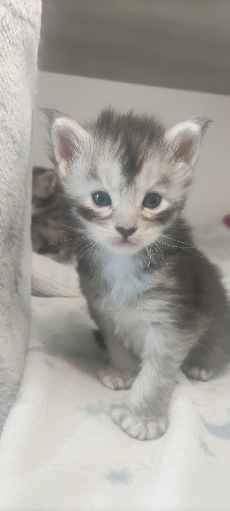 Babylone Jetpet's coon Mâle Maine coon