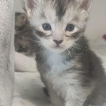 chaton Maine coon black silver ticked tabby Babylone La Jet Pet's Coon