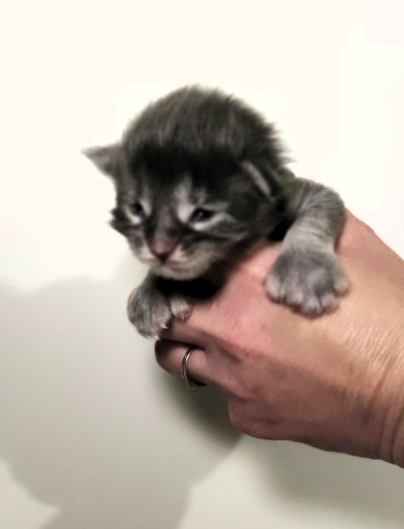 Bloom Jetpet's coon Femelle Maine coon