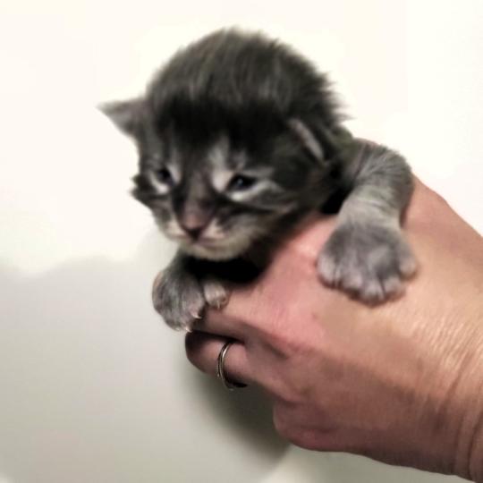 Bloom Jetpet's coon Femelle Maine coon