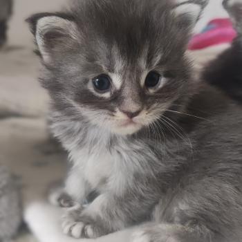 chaton Maine coon blue ticked tabby Bloom La Jet Pet's Coon