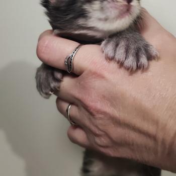 chaton Maine coon black silver ticked tabby Bref La Jet Pet's Coon