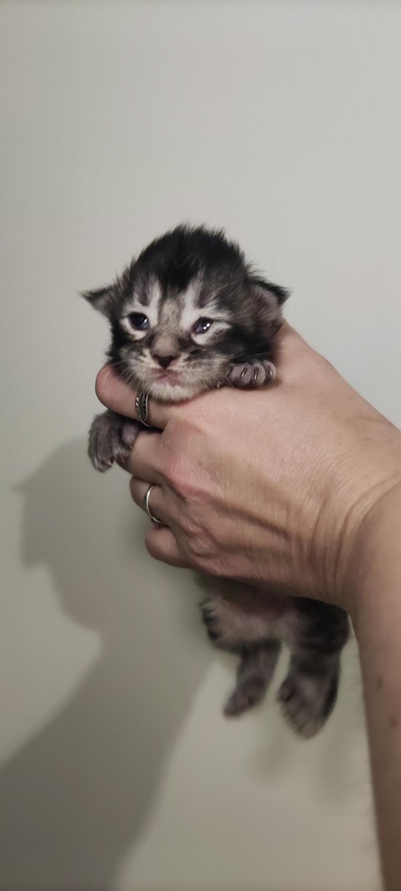 Bref Jetpet's coon Mâle Maine coon