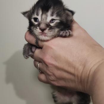 chaton Maine coon black silver ticked tabby Bref La Jet Pet's Coon