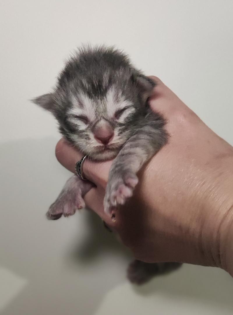 Bumblebee Jetpet's coon Mâle Maine coon