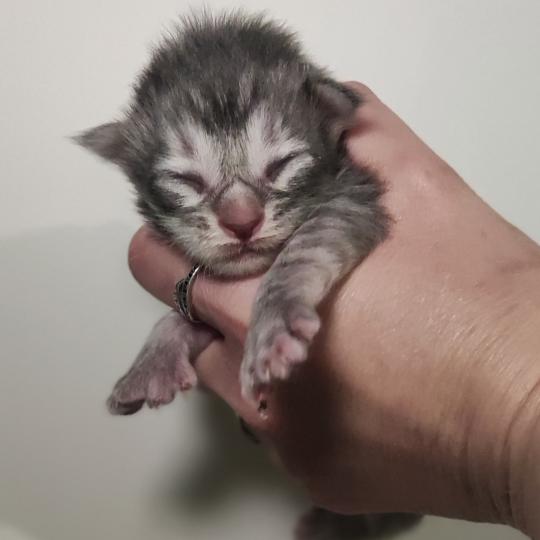 Bumblebee Jetpet's coon Mâle Maine coon