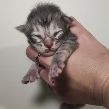 chaton Maine coon blue silver mackerel tabby Bumble La Jet Pet's Coon