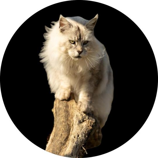 Footprint's Caesar Mâle Maine coon
