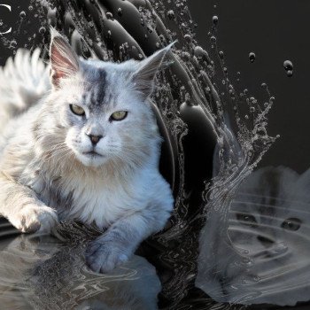 chat Maine coon black silver shaded CAESAR La Jet Pet's Coon chat Maine coon black silver shaded CAESAR La Jet Pet's Coon